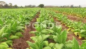 Abake Agric Enteprises