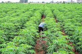 Aces Akintomide Farms Enterprises