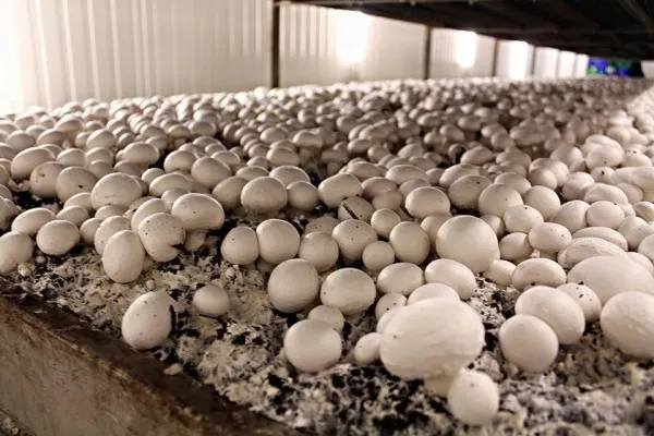 Adejoro Mushroom Farms