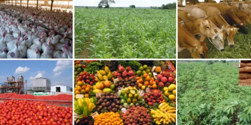 Agricultural Business Concepts Limited