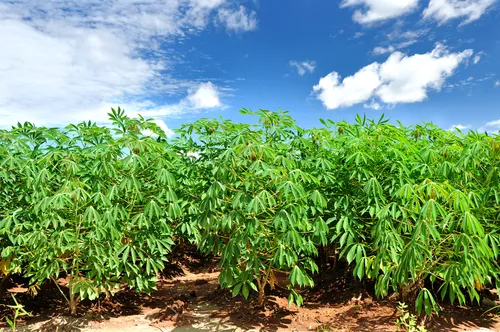 Agroalliednigeria