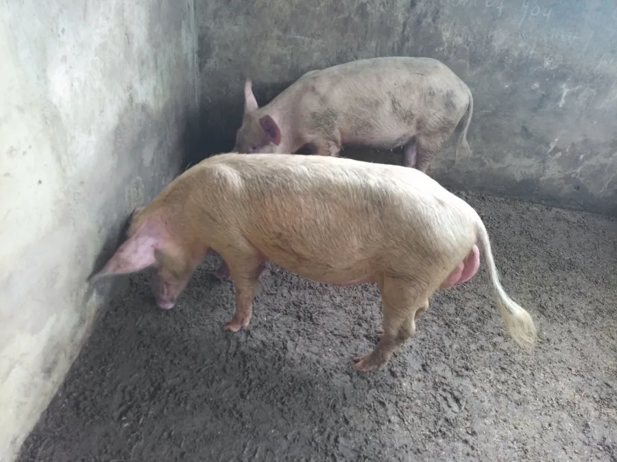 Amerimex farm