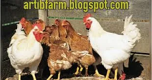 Artib Farm