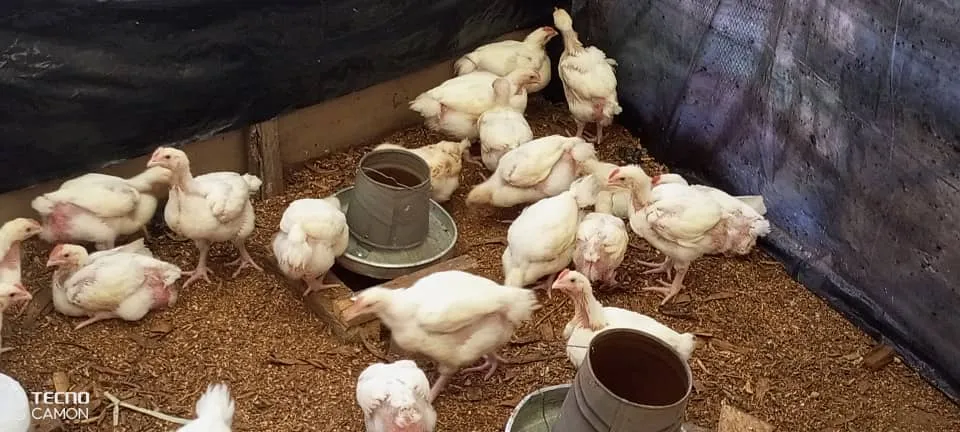 Bamijoko - Abiolian Integrated Farm