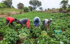 Bank Of Agriculture Limited