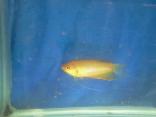 Belewo Specialised Fish Farm
