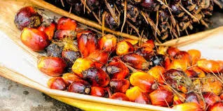 Covenant Seed Solutions Ltd