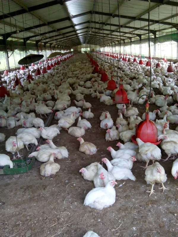 Crown Agro Vetenary Konsult