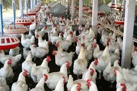 Dayntee Farms