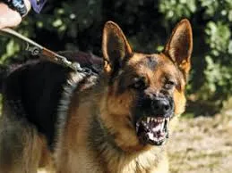 Diamond Security Holdings (Lagos)