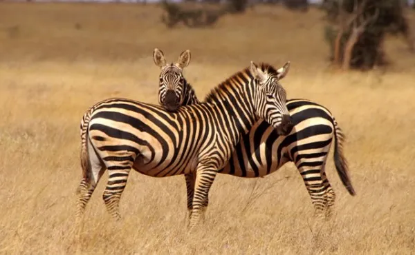Diani Wilderness Tours and Safaris/Logistics