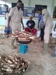 Eagleson Cassava