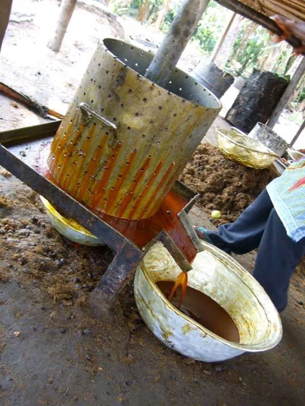 Elvkells oil palm
