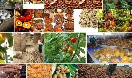 Emvee Agro-Allied Industries and Stores Ltd
