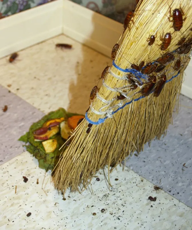 EOA Pest Control Services