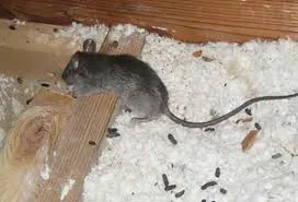 EOA Pest Control Services