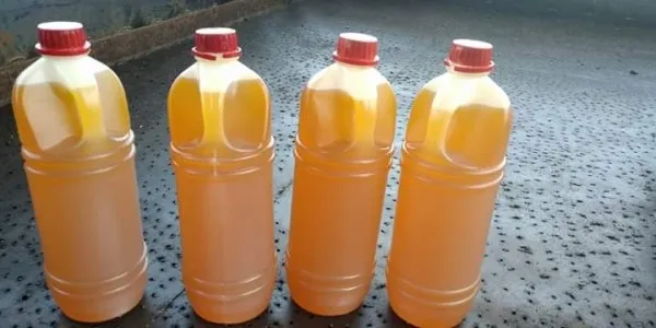 Eze Rome Oil Palm