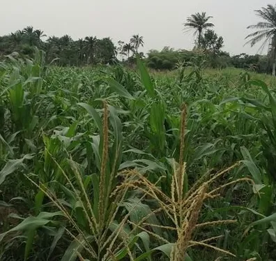 FabFarms Agro-Invest Venture