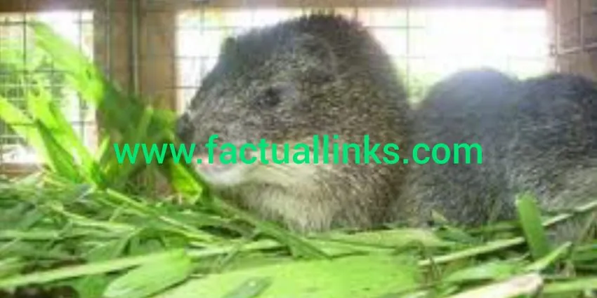 Factual Integrated Farm