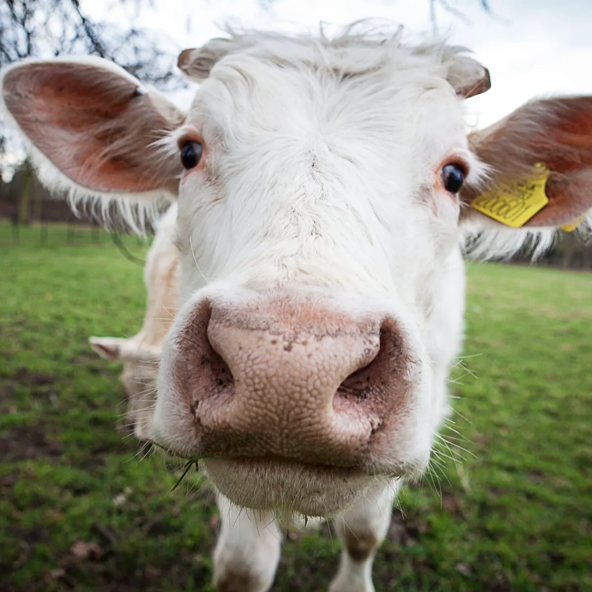 Gm Livestock Limited