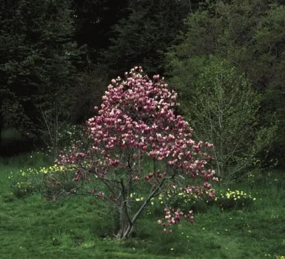 Grimm’s Gardens