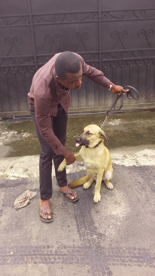 Guyses dog training and security services logo
