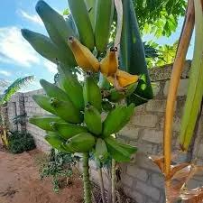 Halfash Intergrated Farms Limited