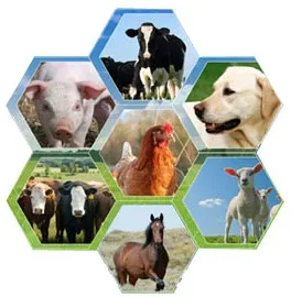 Hebei Best Way Veterinary Co.,Ltd