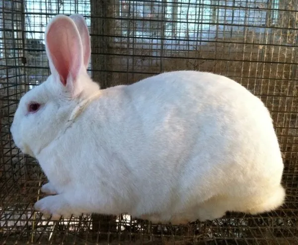 Jf Rabbits