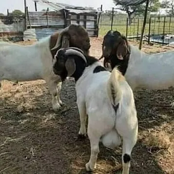 Livestock Farm