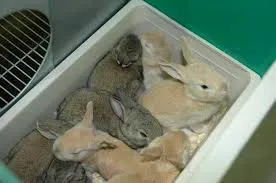 Marley Rabbit Farm