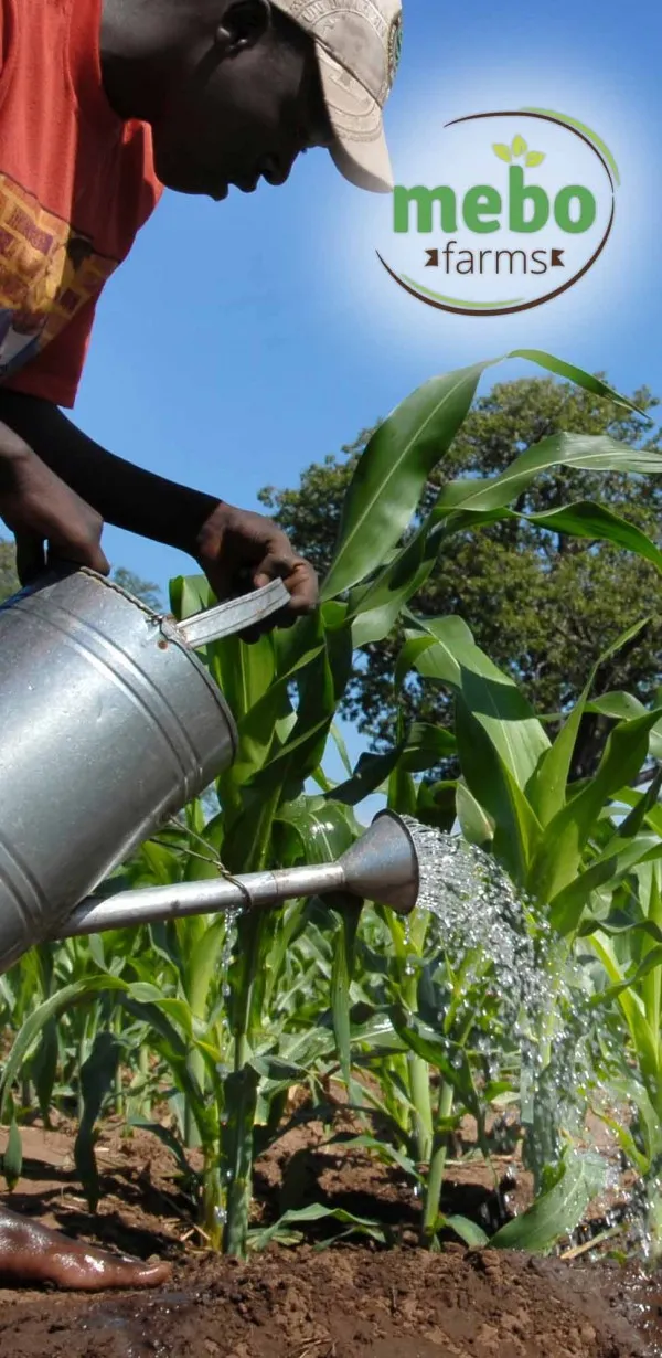 Mebo Farms Limited