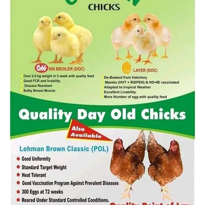 OLAM GRAINS NIGERIA LIMITED