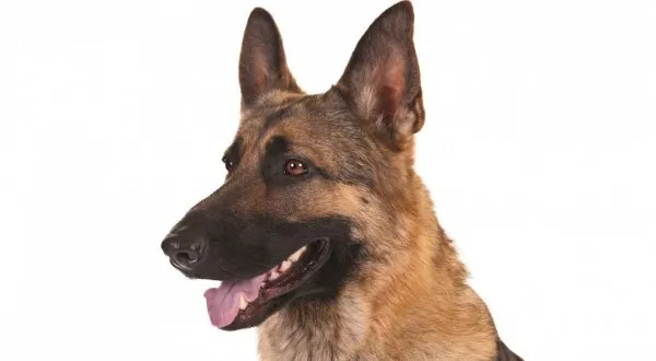 Oluach Veterinary Services