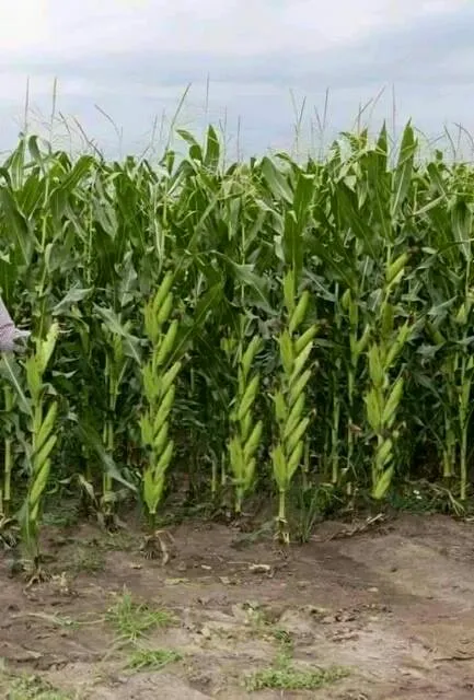 Plateau Agricultural Development Programme
