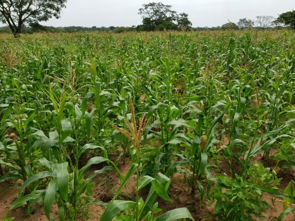 Rahamaniyah Farm Pro Nig Ltd