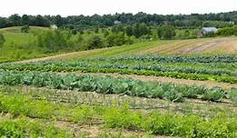 Recious Farms