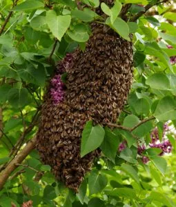 Springrose Bee Removal Service