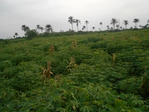 Teniola Farms
