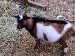 Tonyve Farm