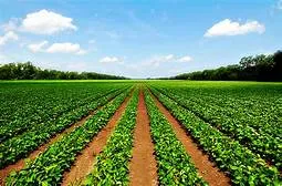 Vika Farms Ltd