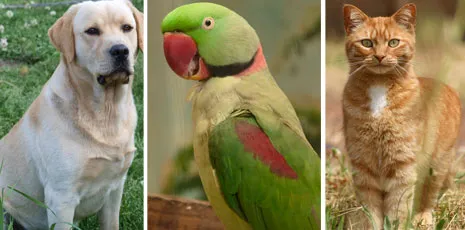Zoba vet clinic